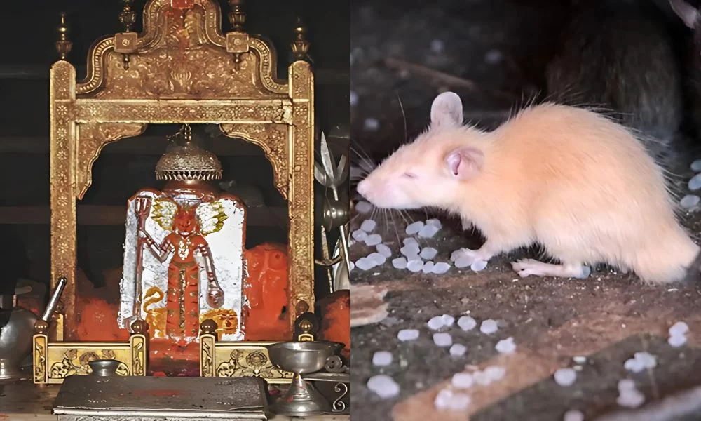 Karni Mata mandir - rats