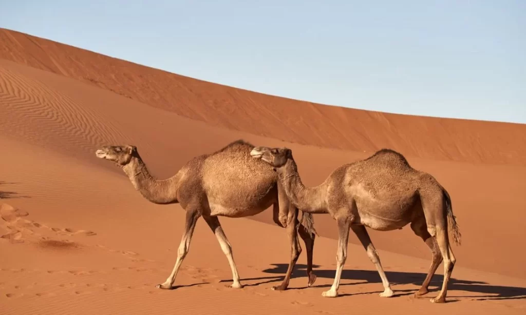 camel on dessert