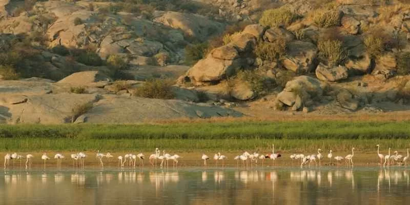 Jawai