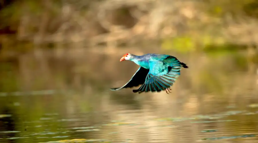 Keoladeo Ghana National Park