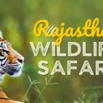 Rajasthan Wildlife Safari