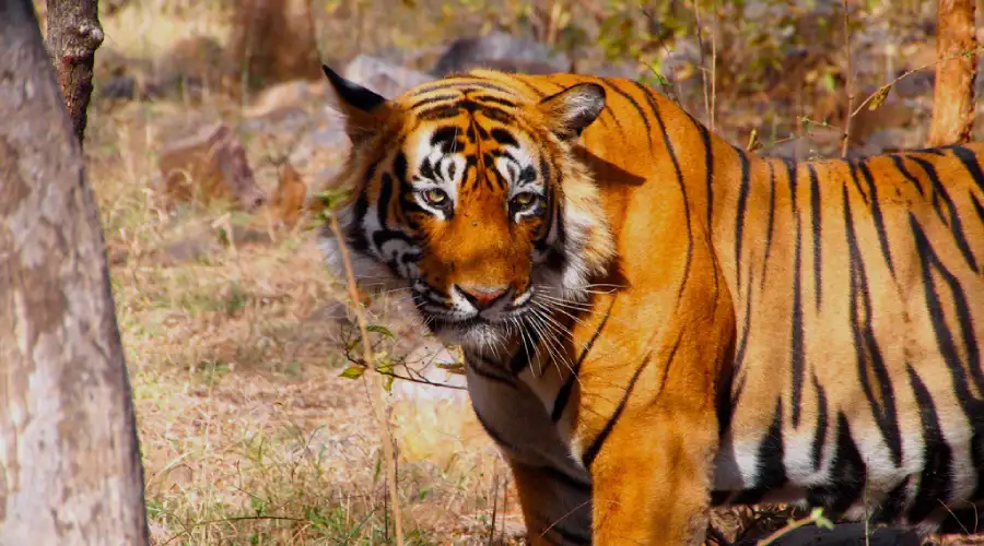 Ranthambore National Park