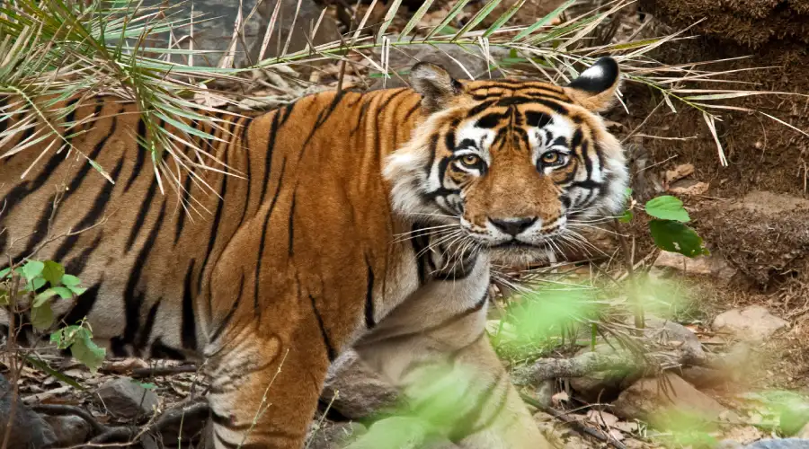 Sariska Tiger Reserve