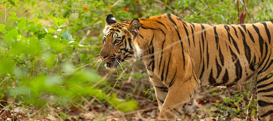 alwar wildlife