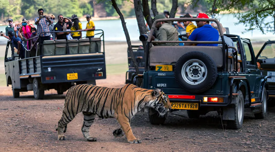 Animals You Will See on Tiger Safari: Ranthambore National Park