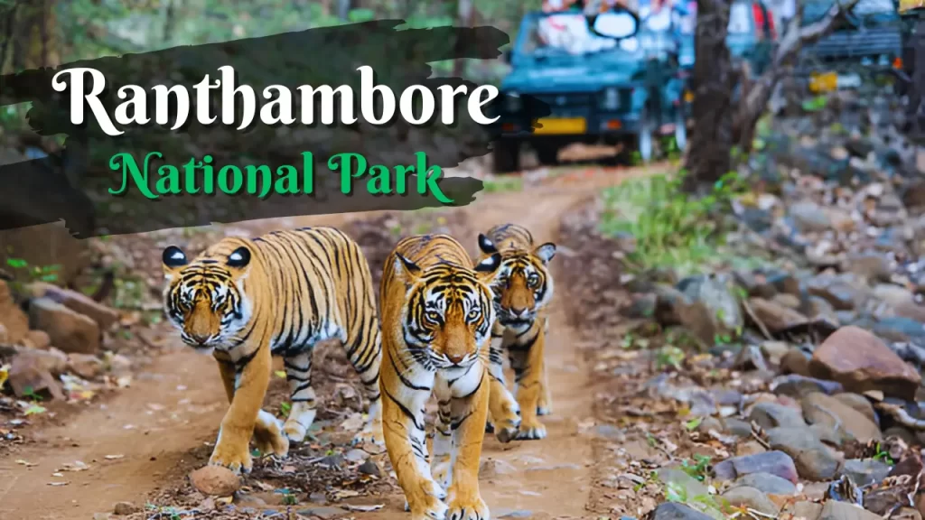 Ranthambore National Park: Best Time & Zones for Tiger Safari Ranthambore National Park
