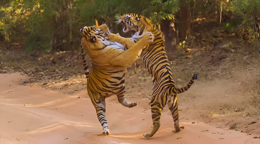 Ranthambore National Park: Best Time & Zones for Tiger Safari