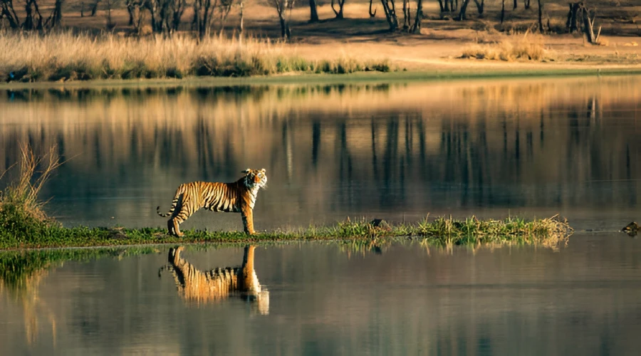 Safari Zones in Ranthambore National Park