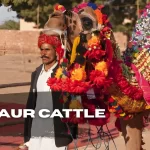nagaur cattle fair festival 2026