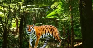 2 Nights 3 Days Ranthambore Tour from Delhi 3 Days Ranthambore Tour (2 Nights Ranthambore) from Delhi