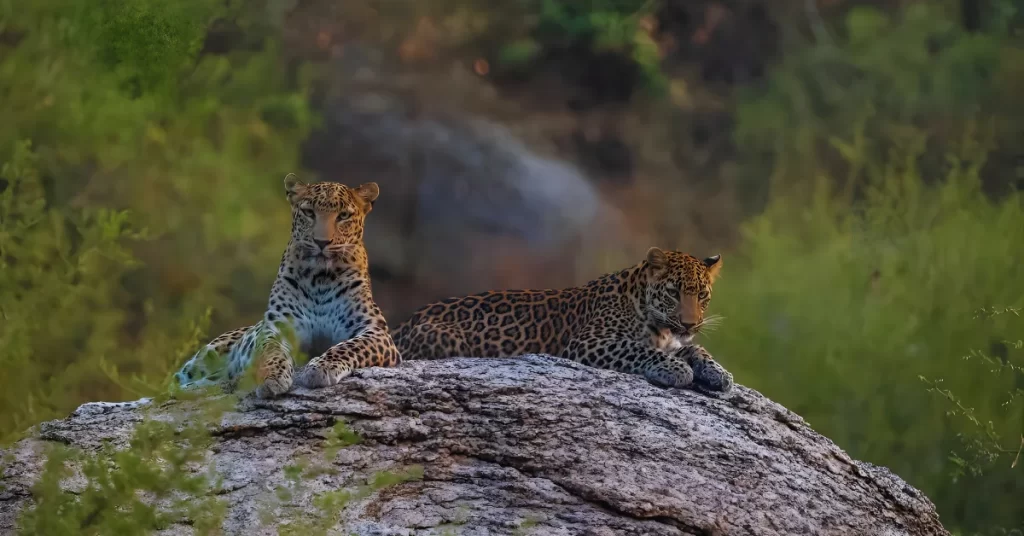 Jawai Leopard Reserve