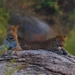 Jawai Leopard Reserve