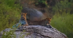 Jawai Leopard Reserve – Rajasthan’s Secret Safari Jawai Leopard Reserve