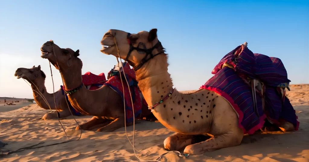 Rajasthan Desert Circuit