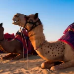 Rajasthan Desert Circuit